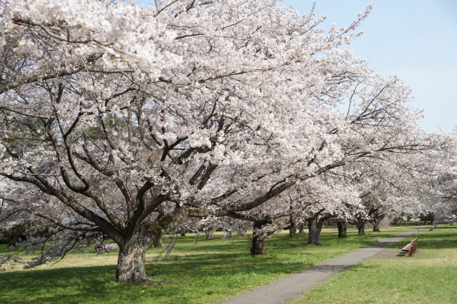 清原工業団地の桜_1