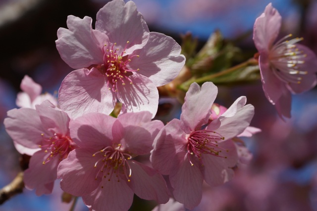 宇都宮城址公園の河津桜_5