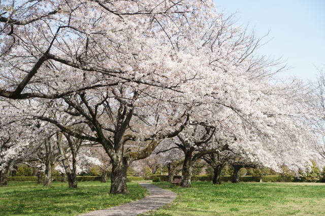 清原工業団地の桜_2