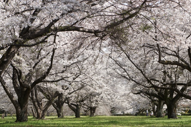 清原工業団地の桜_3