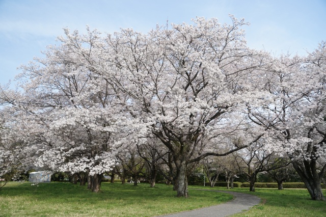 清原工業団地の桜_4