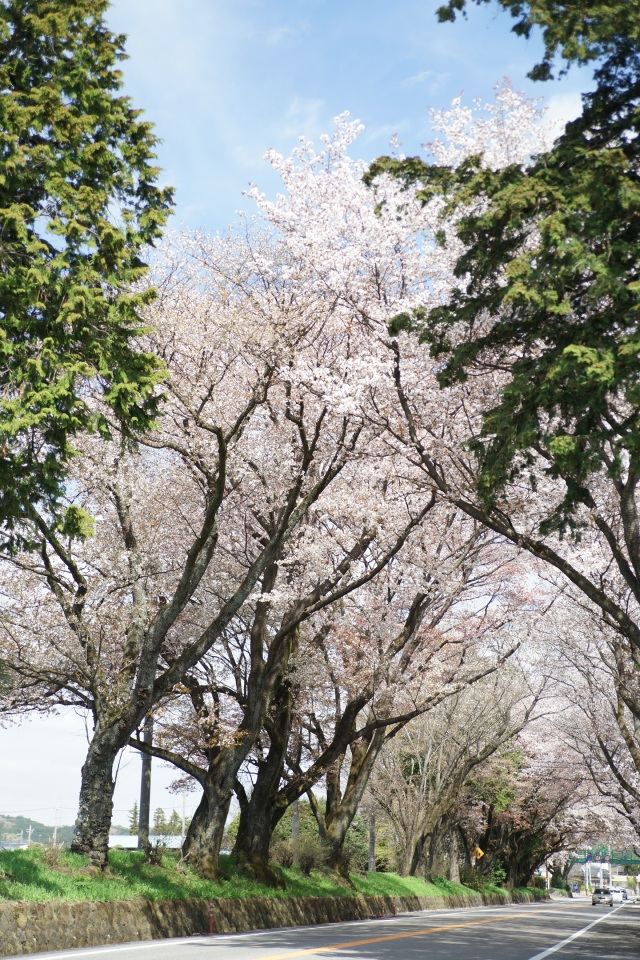 日光街道の桜並木_1