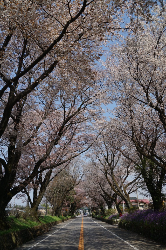 日光街道の桜並木_2