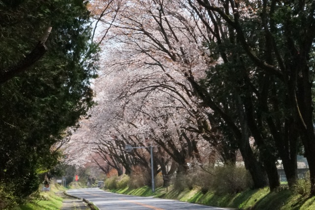 日光街道の桜並木_3