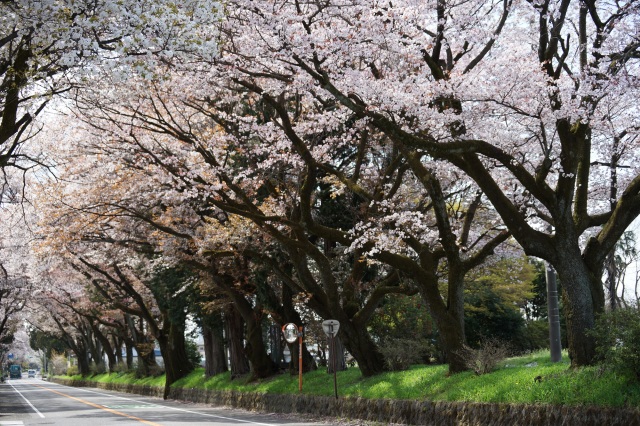 日光街道の桜並木_4