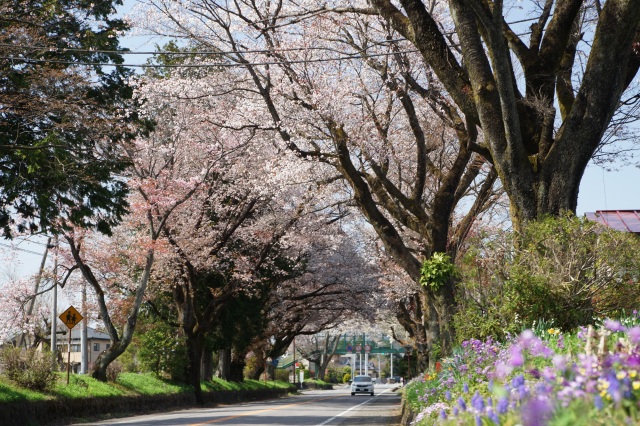 日光街道の桜並木_5