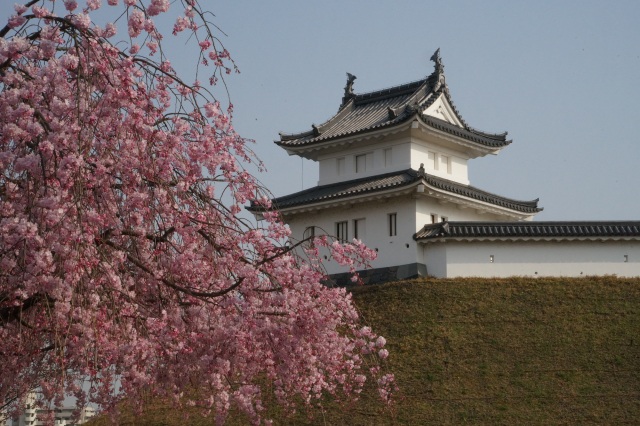 宇都宮城址公園のしだれ桜_1