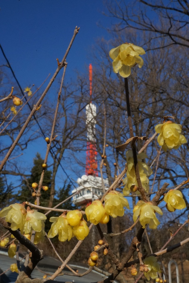 八幡山公園の蝋梅_1