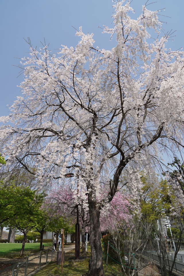 宇都宮城址公園のしだれ桜_2