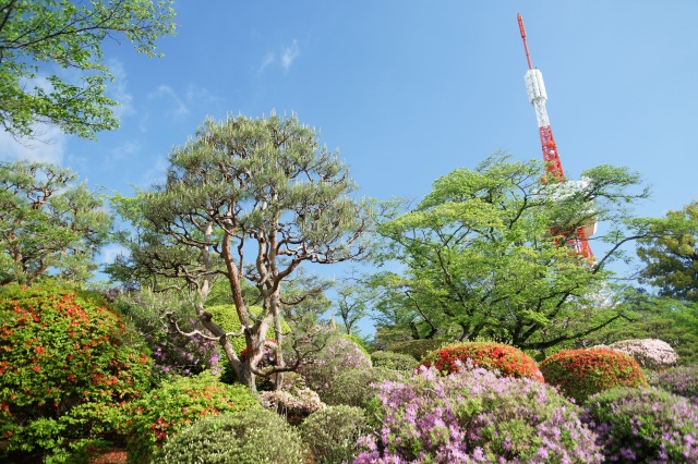 八幡山公園のつつじ_1