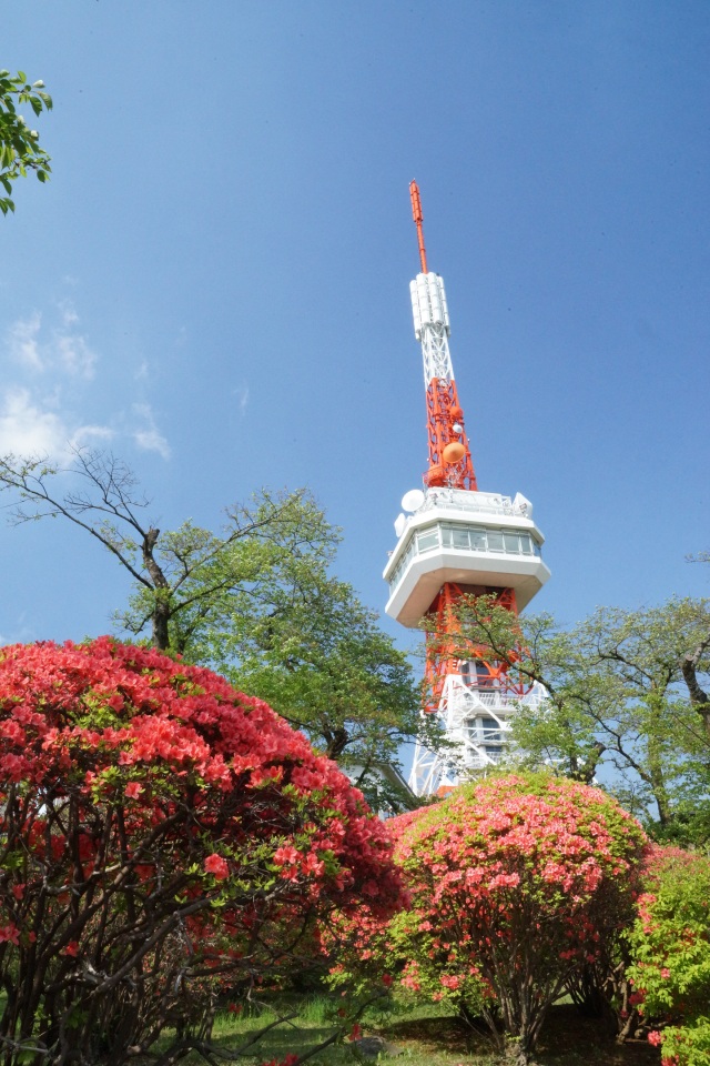 八幡山公園のつつじ_2