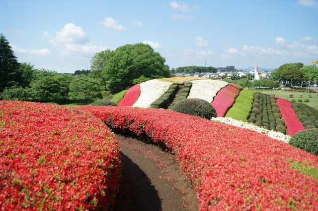 塚山公園のつつじ_1