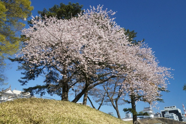 宇都宮城址公園の桜