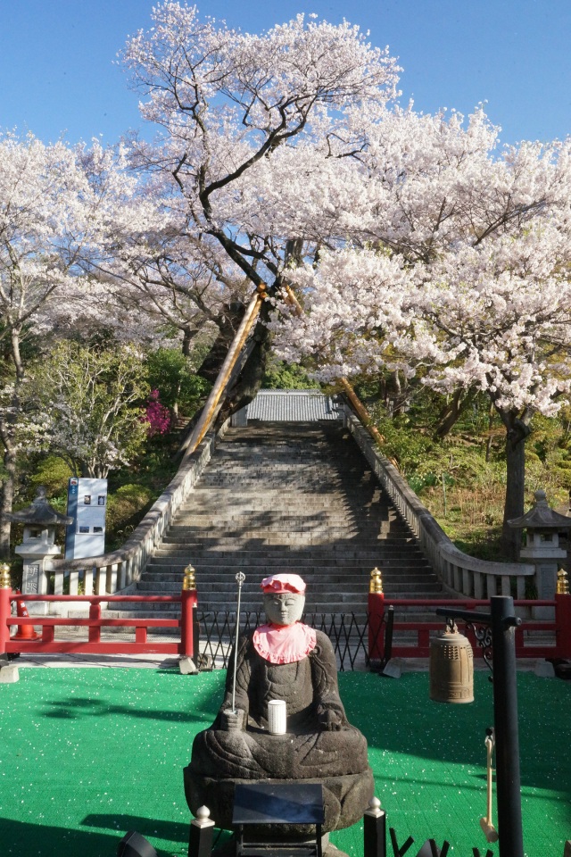 慈光寺の桜_1