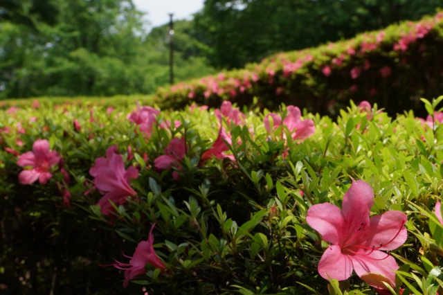 長岡公園のさつき