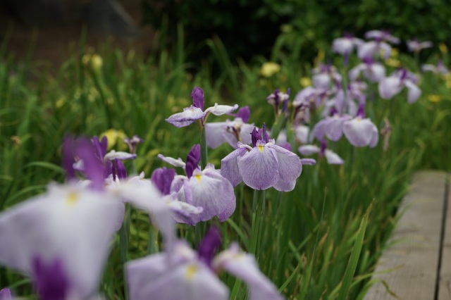 水生植物園の花菖蒲_1