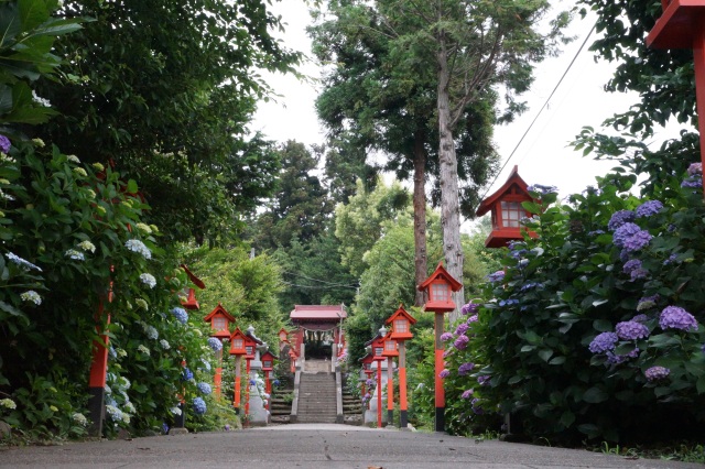 平出雷電神社のあじさい_1