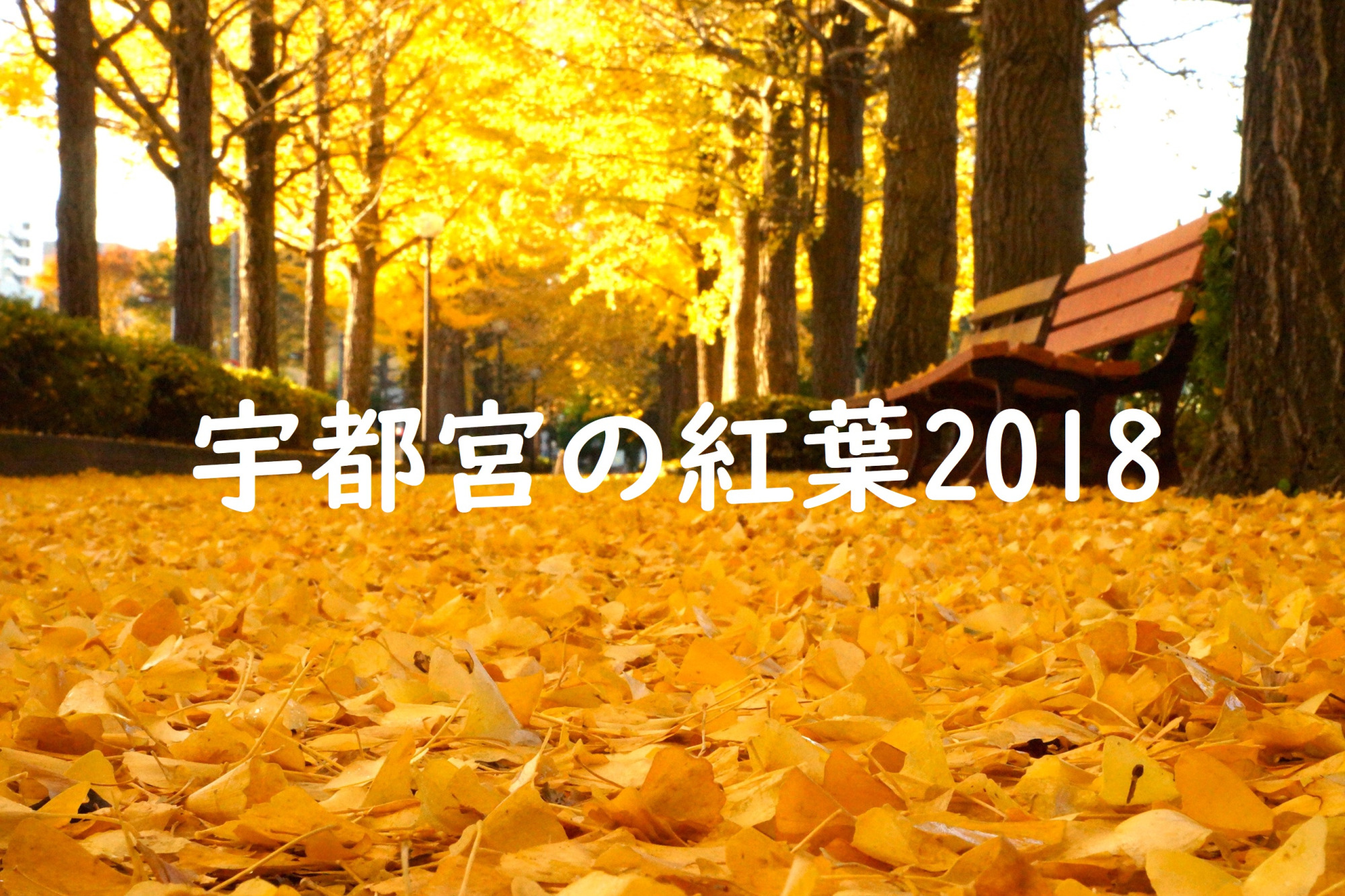 2018年宇都宮の紅葉スポット5選♪