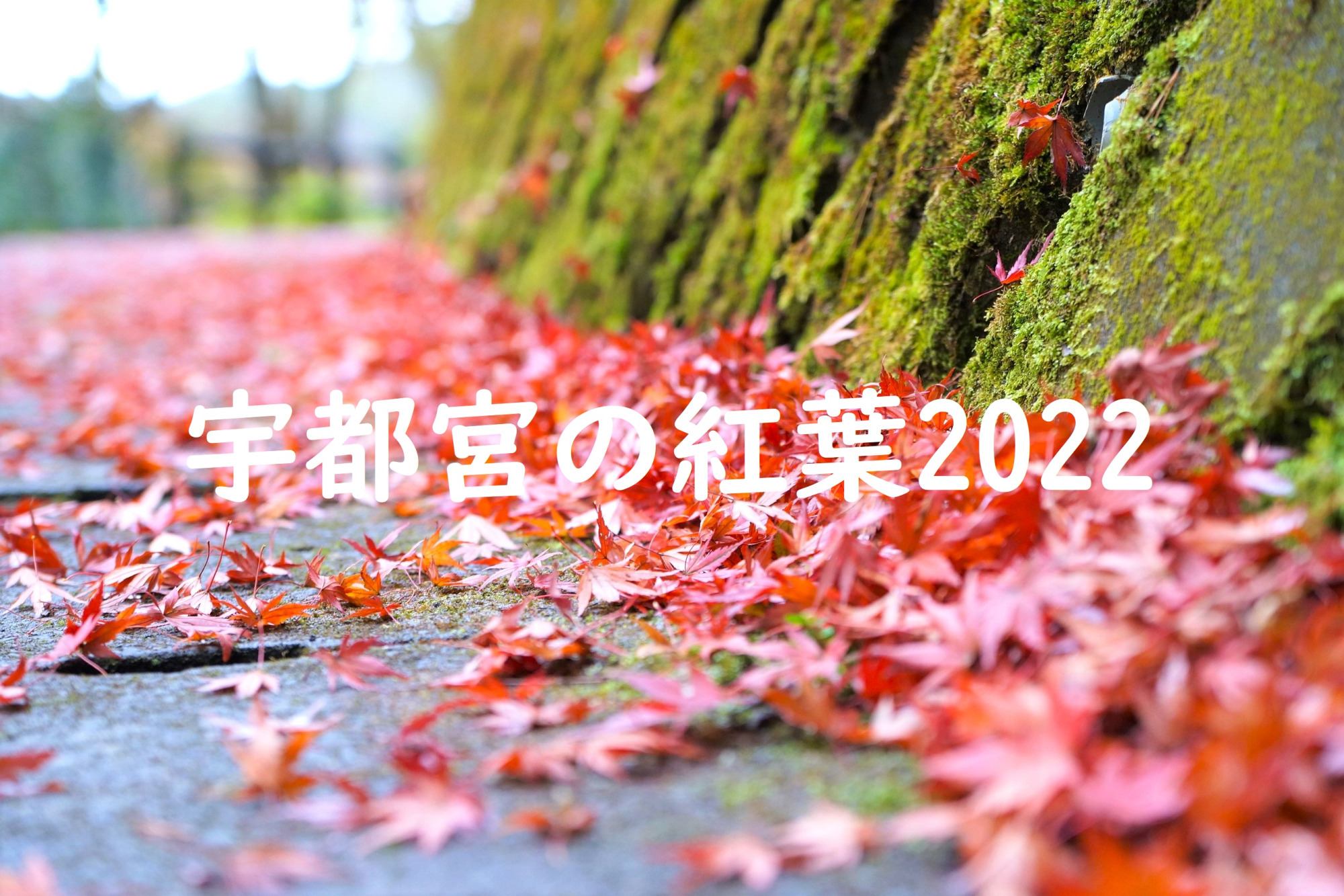 2022年宇都宮の紅葉スポット4選♪