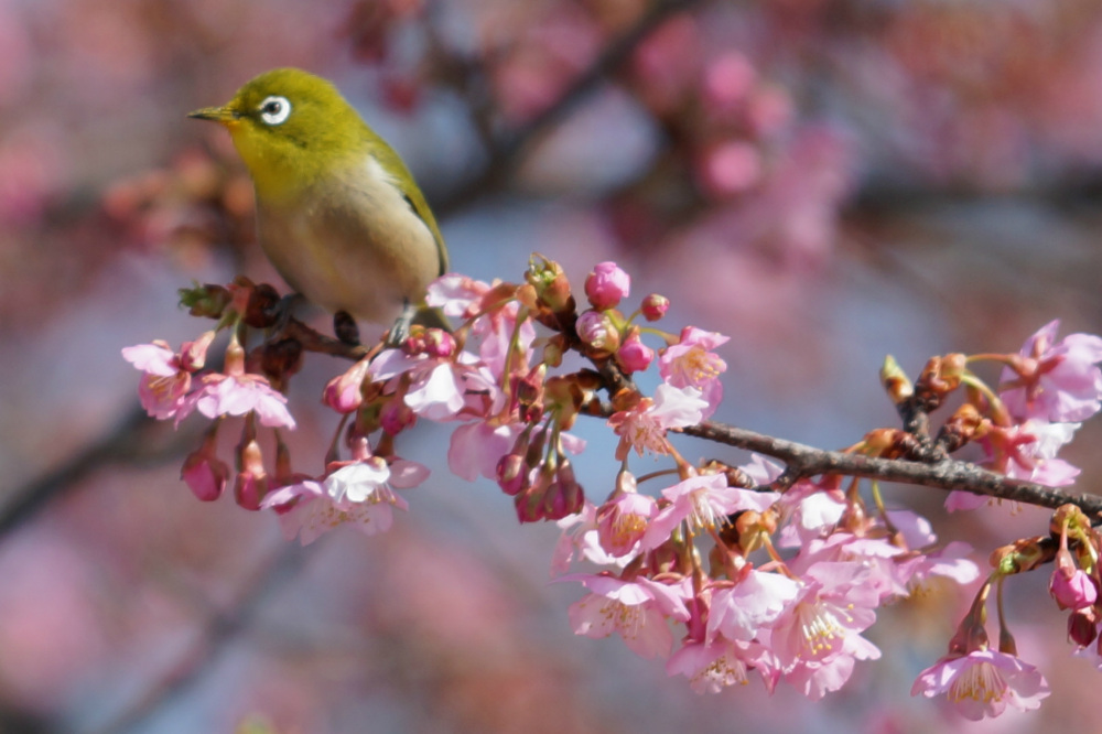 毎年更新！！宇都宮の桜の名所と開花情報2025