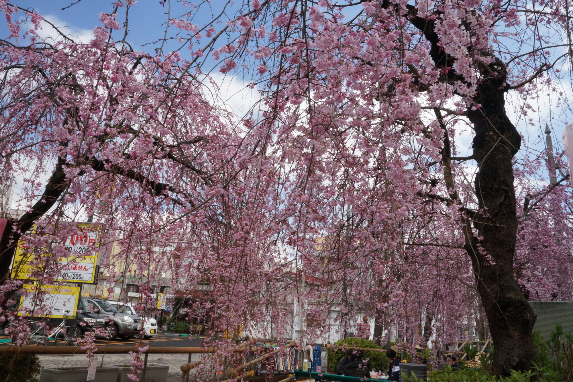 2021年宇都宮の桜の開花情報♪