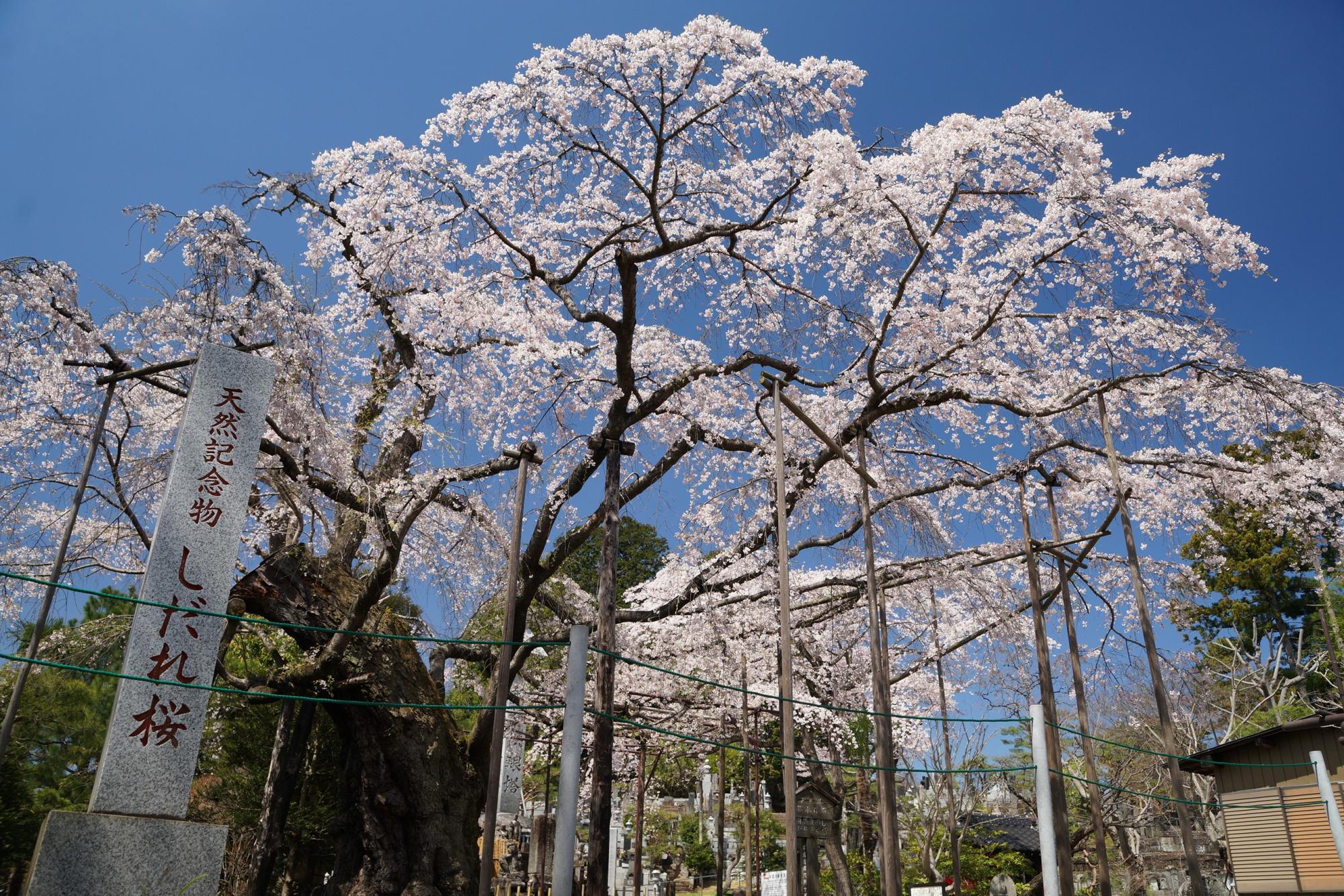 2020年宇都宮の桜の開花情報♪