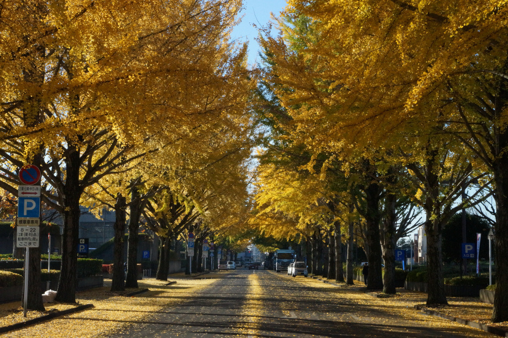 2017年11月16日（木）