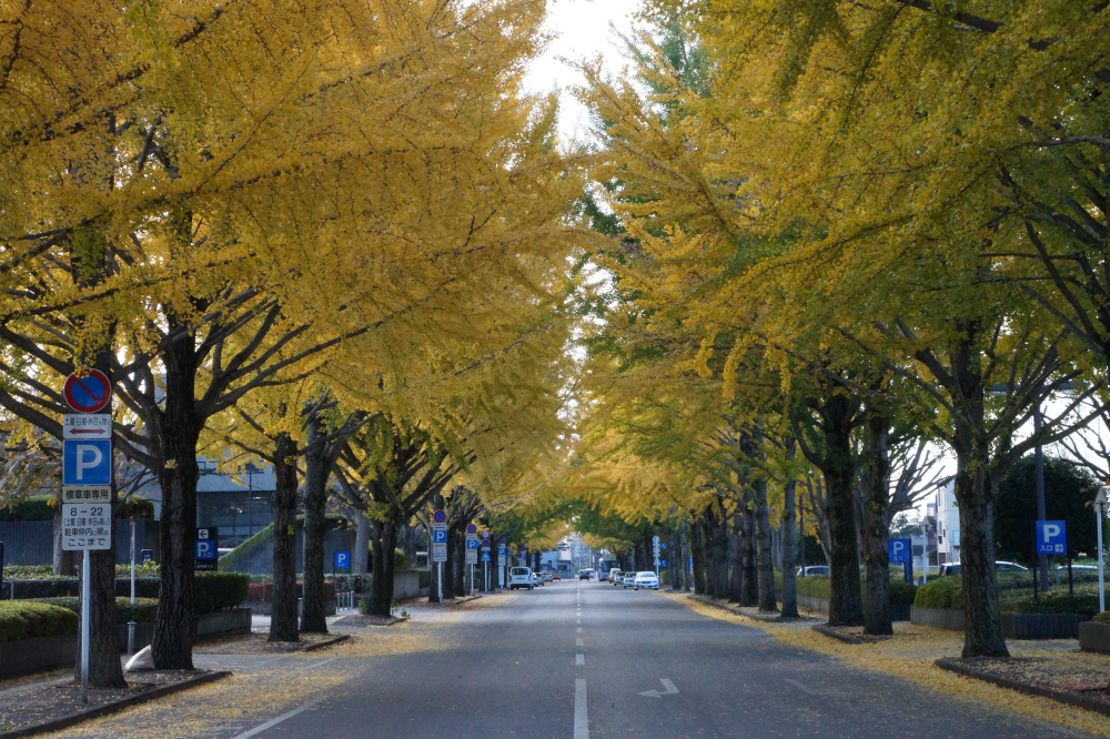 2017年11月10日（金）