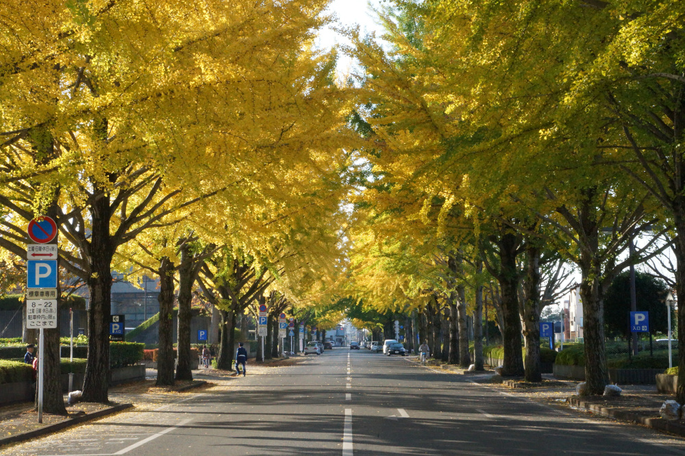 2017年11月7日（火）