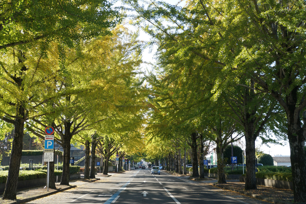 2019年11月8日（金）