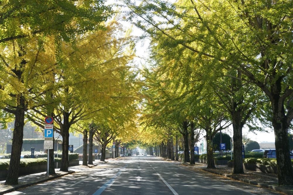 2019年11月12日（火）