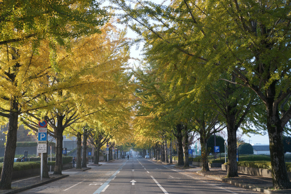 2019年11月14日（木）