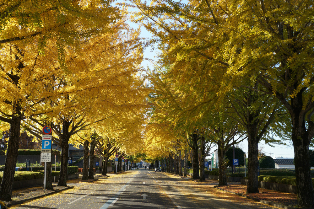 2019年11月20日（水）