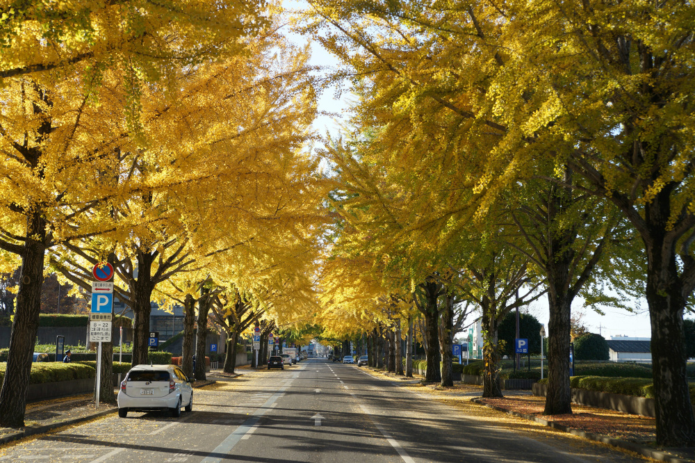 2019年11月21日（木）