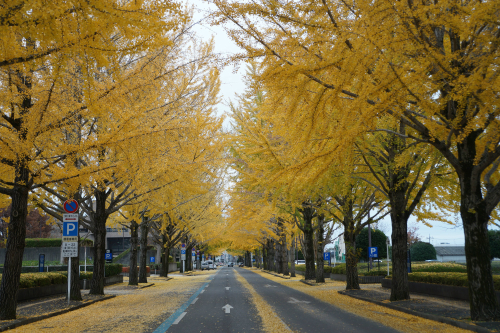 2019年11月27日（水）