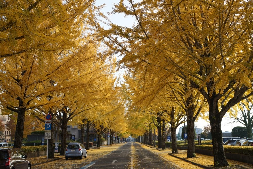 2020年11月18日（水）