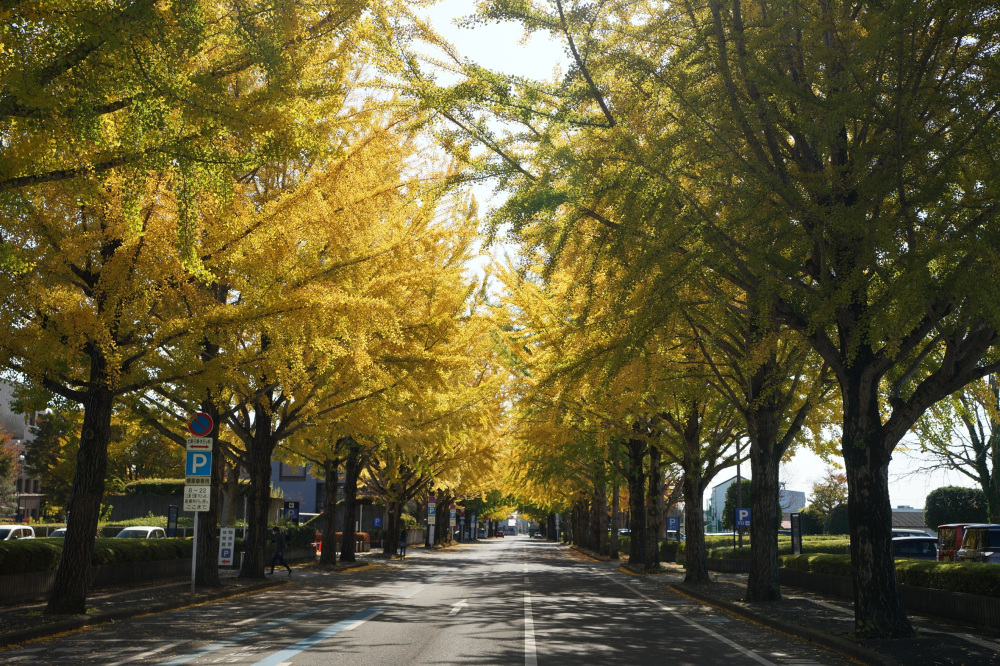 2020年11月11日（水）