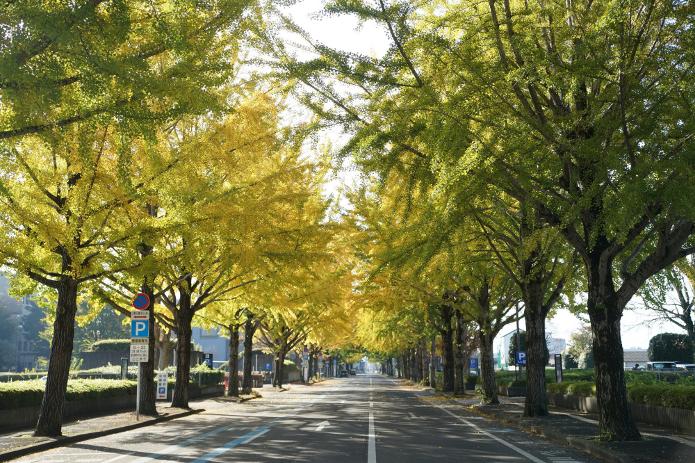 2020年11月7日（土）