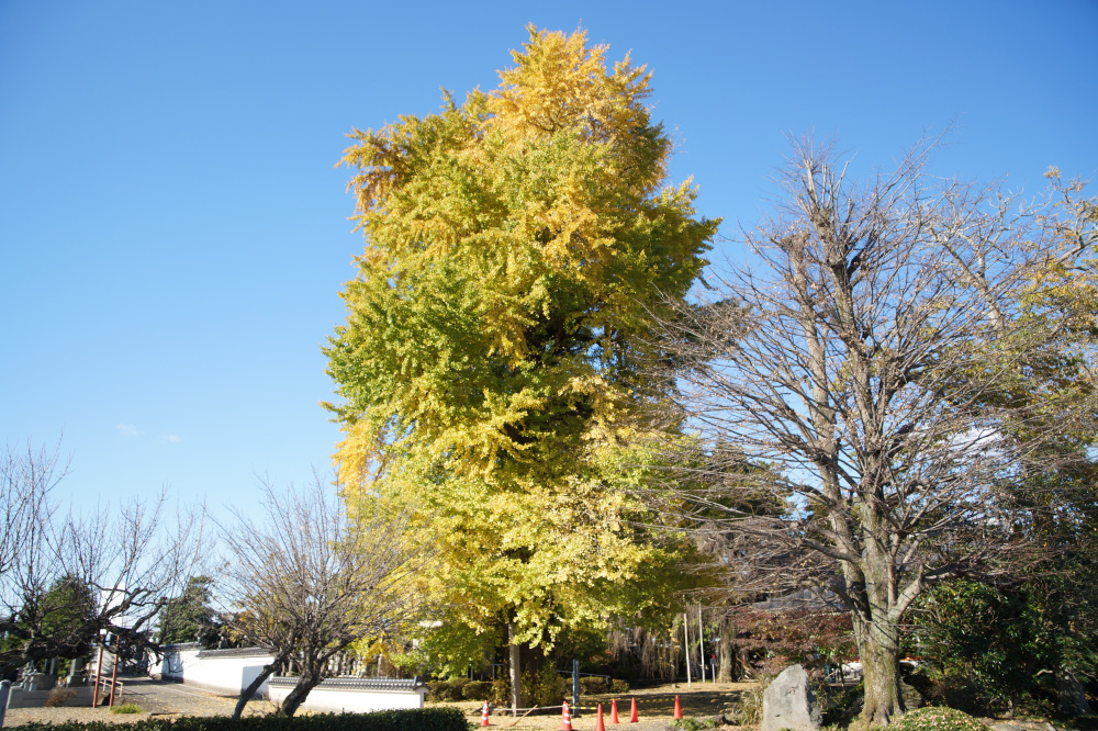 2024年11月24日（日）