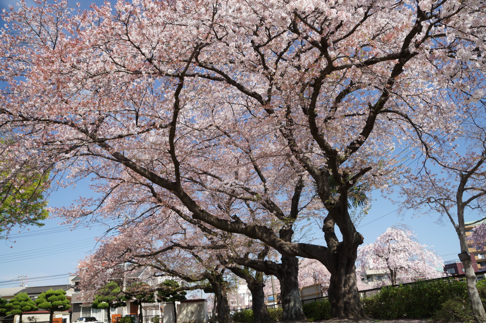 2023年4月4日（火）