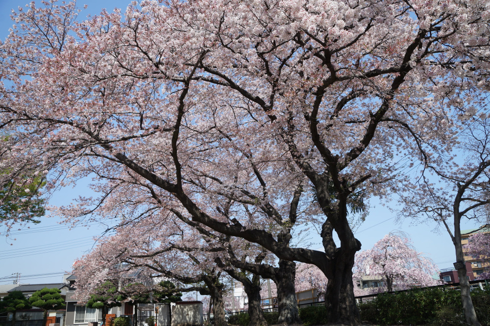 2023年4月3日（月）