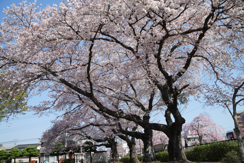 2023年4月1日（土）
