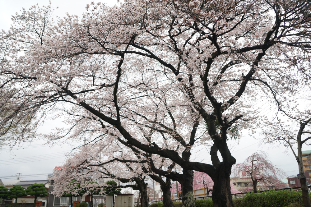 2023年3月25日（土）