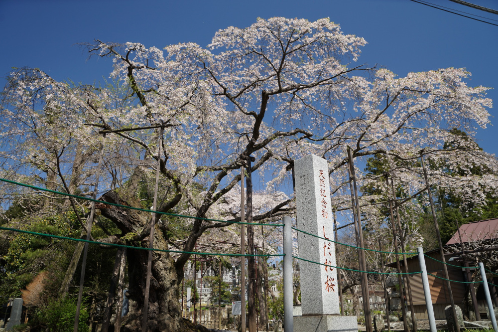 2022年4月8日（金）