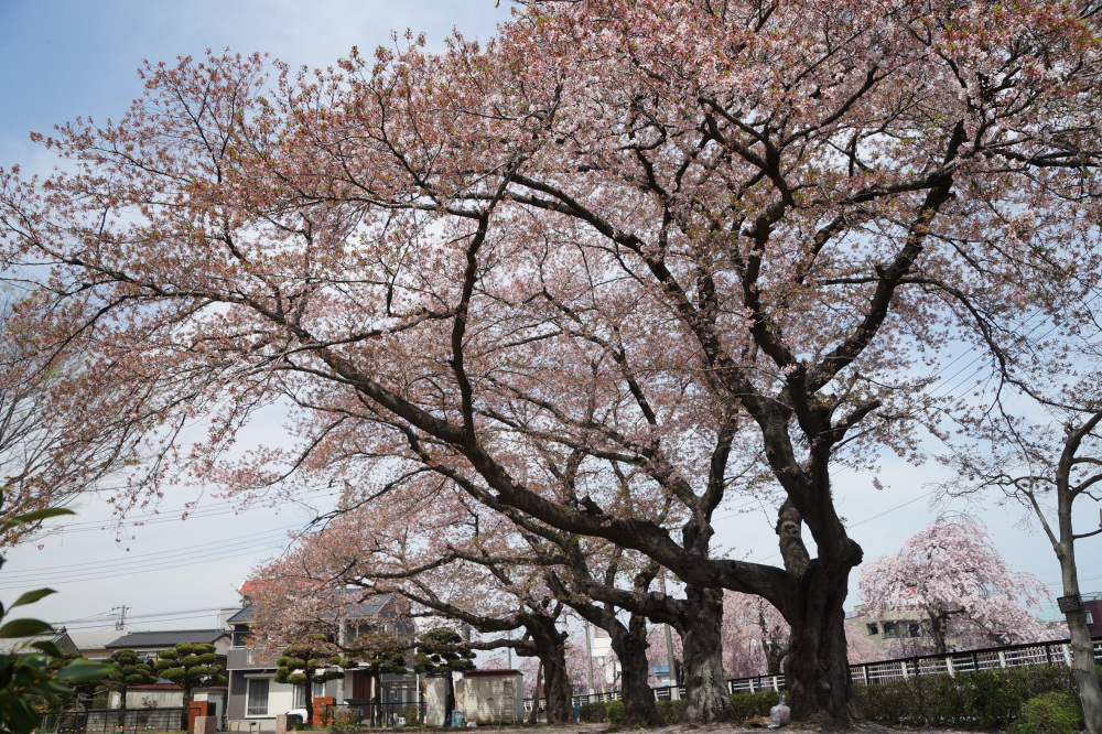 2022年4月11日（月）