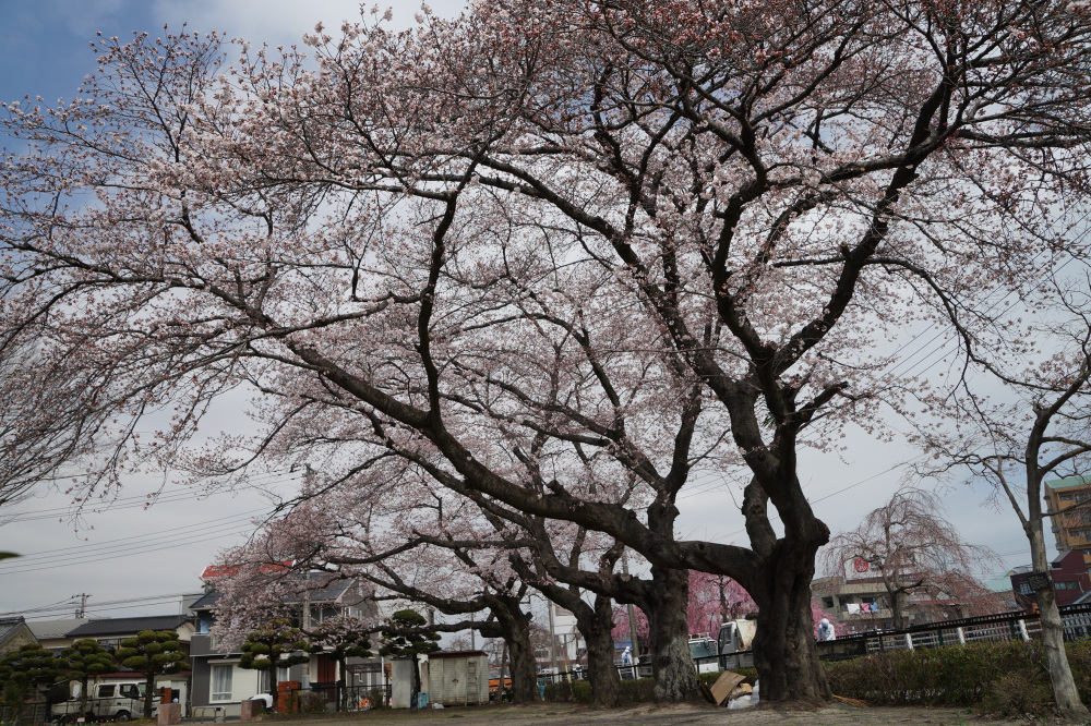 2022年3月30日（水）