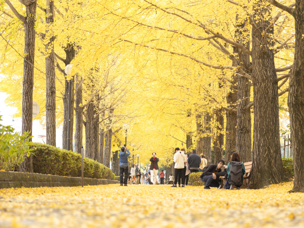 ライトラインやバスで行く！宇都宮の紅葉スポットで秋の訪れを感じよう！