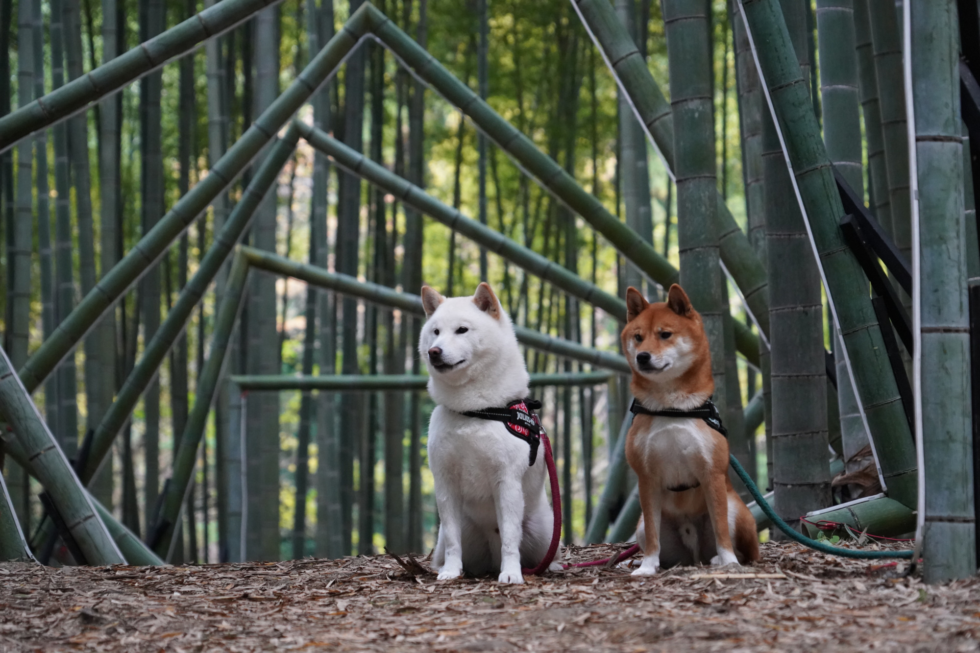 ペットとお出かけ♪～宇都宮の観光施設・公園6選～