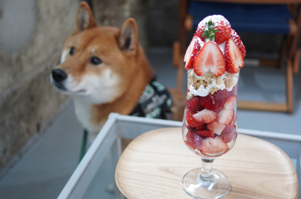 ペットとお出かけ♪~宇都宮郊外(JR宇都宮駅より北側)のカフェ・レストラン9選~