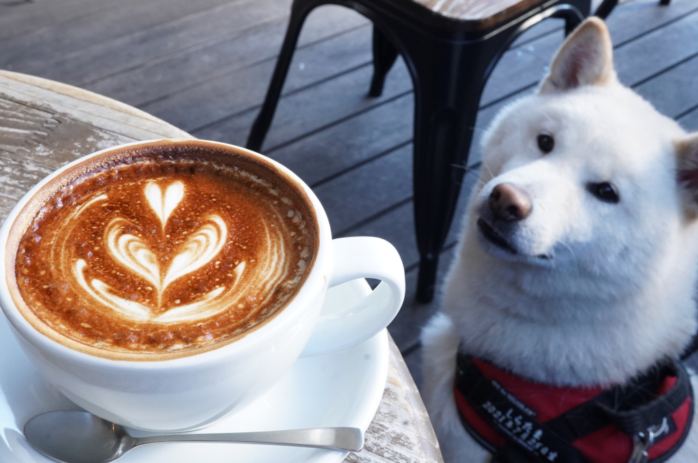 ペットとお出かけ♪~宇都宮郊外(JR宇都宮駅より東側)のカフェ・レストラン7選~